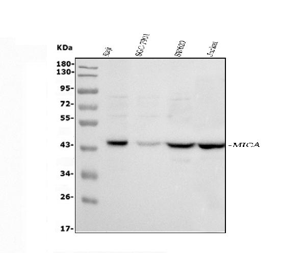 Western blot analysis of MICA using anti-MICA antibody (PB9612).