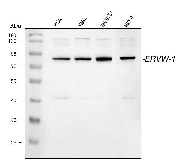 Western blot analysis of ERVW-1 using anti-ERVW-1 antibody (PB9622).