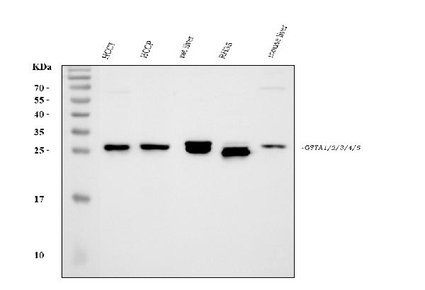 Western blot analysis of GSTA1/A2/A3/A4/A5 using anti-GSTA1/A2/A3/A4/A5 antibody (PB9627).