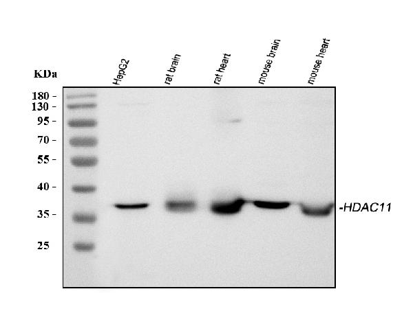 Western blot analysis of HDAC11 using anti-HDAC11 antibody (PB9630).