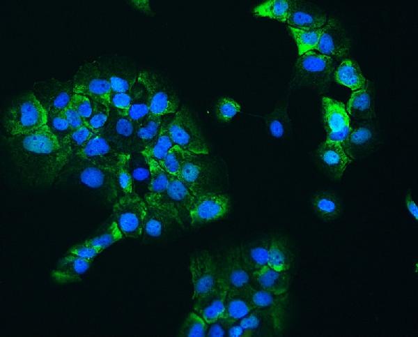 IF analysis of HSP90AB1 using anti-HSP90AB1 antibody (PB9636). HSP90AB1 was detected in immunocytochemical section of A431 cells. Enzyme antigen retrieval was performed using IHC enzyme antigen retrieval reagent (AR0022) for 15 mins. The cells were blocked with 10% goat serum. And then incubated with 2μg/mL rabbit anti-HSP90AB1 Antibody (PB9636) overnight at 4°C. DyLight®488 Conjugated Goat Anti-Rabbit IgG (BA1127) was used as secondary antibody at 1:100 dilution and incubated for 30 minutes at 37°C. The section was counterstained with DAPI. Visualize using a fluorescence microscope and filter sets appropriate for the label used.