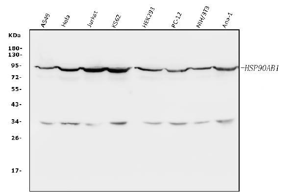 Western blot analysis of HSP90AB1 using anti-HSP90AB1 antibody (PB9636).