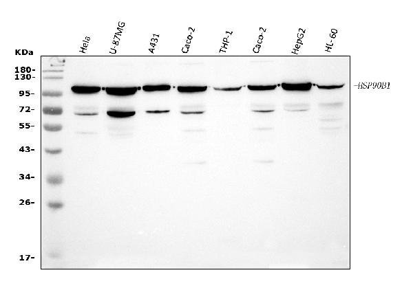 Western blot analysis of GRP94 using anti-GRP94 antibody (PB9637).