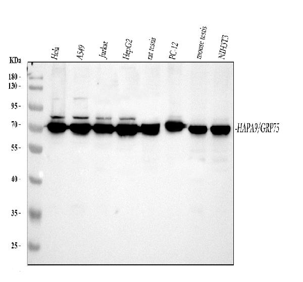 Western blot analysis of Grp75 using anti-Grp75 antibody (PB9642).