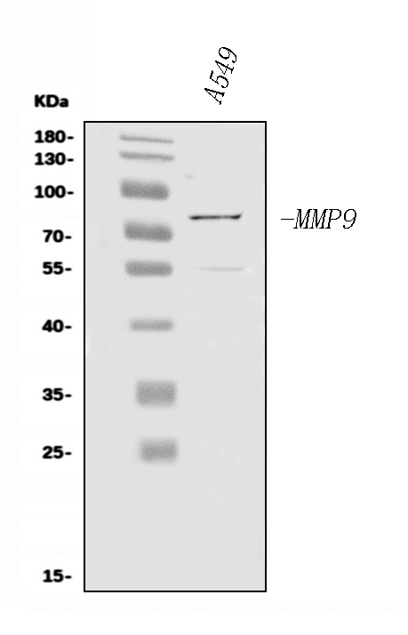 Western blot analysis of MMP9 using anti-MMP9 antibody (PB9668).