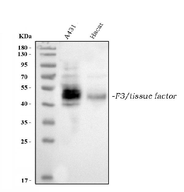 Western blot analysis of Tissue Factor using anti-Tissue Factor antibody (PB9701).