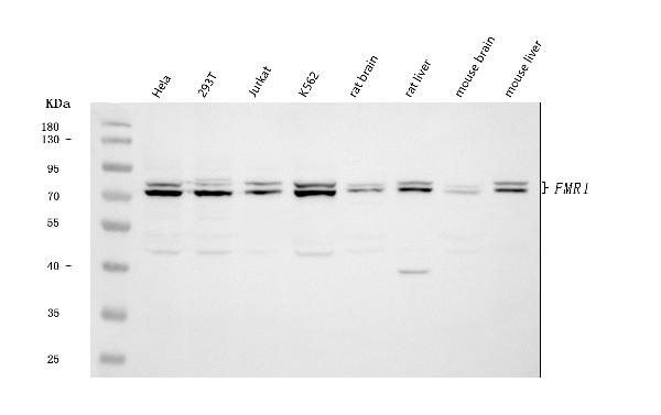 Western blot analysis of FMRP/FMR1 using anti-FMRP/FMR1 antibody (PB9703).