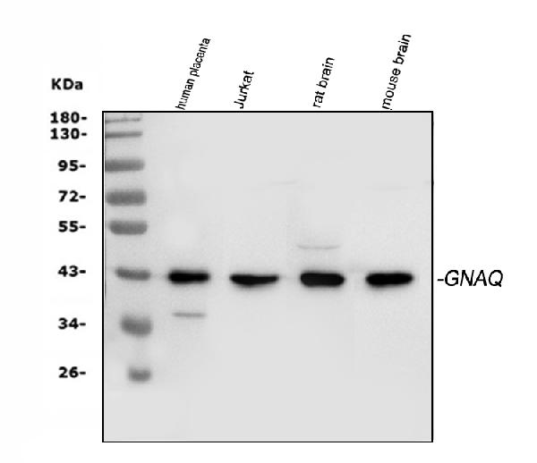 Western blot analysis of C1QBP using anti-C1QBP antibody (PB9707).