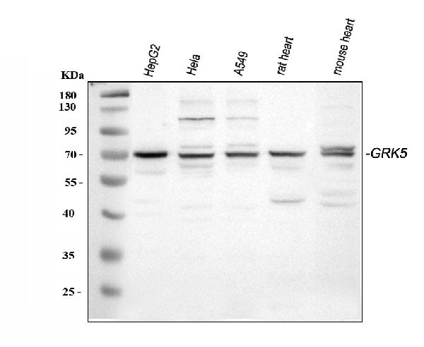 Western blot analysis of GRK5 using anti-GRK5 antibody (PB9708).