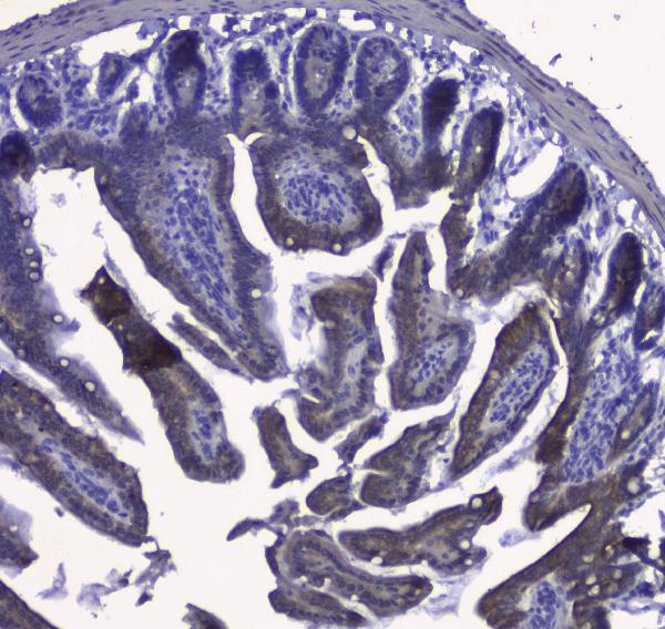 IHC analysis of KRT19 using anti-KRT19 antibody (PB9715). KRT19 was detected in paraffin-embedded section of mouse small intestine tissues. Heat mediated antigen retrieval was performed in citrate buffer (pH6, epitope retrieval solution) for 20 mins. The tissue section was blocked with 10% goat serum. The tissue section was then incubated with 2μg/ml rabbit anti-KRT19 Antibody (PB9715) overnight at 4°C. Biotinylated goat anti-rabbit IgG was used as secondary antibody and incubated for 30 minutes at 37°C. The tissue section was developed using Strepavidin-Biotin-Complex (SABC)(Catalog # SA1022) with DAB as the chromogen