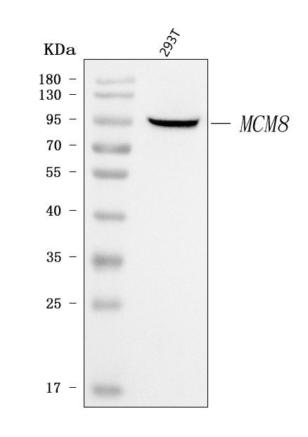 Western blot analysis of MCM8 using anti-MCM8 antibody (PB9722).