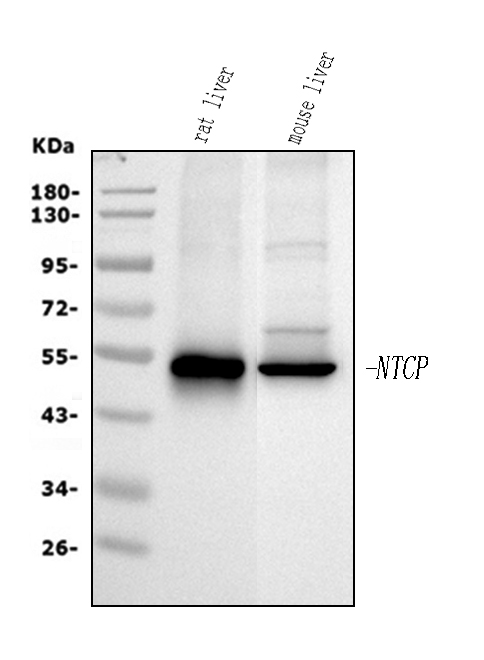 Western blot analysis of SLC10A1 using anti-SLC10A1 antibody (PB9745).