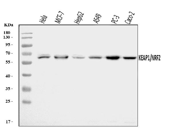 Western blot analysis of Keap1 using anti-Keap1 antibody (PB9762).