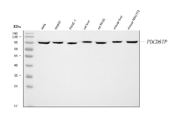 Western blot analysis of ALIX using anti-ALIX antibody (PB9770).