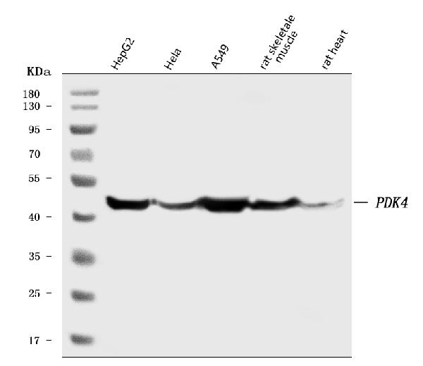 Western blot analysis of PDK4 using anti-PDK4 antibody (PB9773).