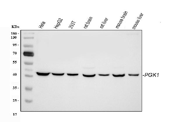 Western blot analysis of PGK1 using anti-PGK1 antibody (PB9774).