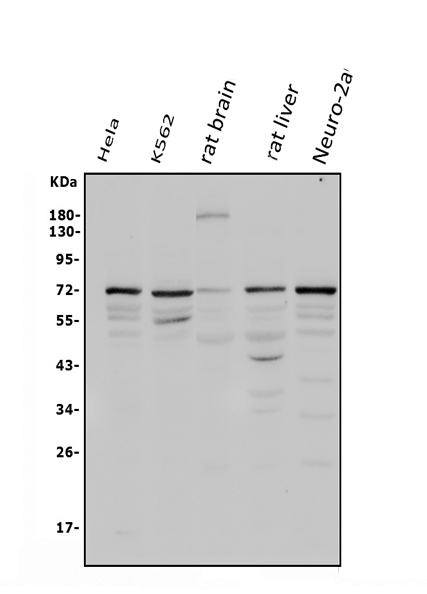 Western blot analysis of POT1 using anti-POT1 antibody (PB9780).