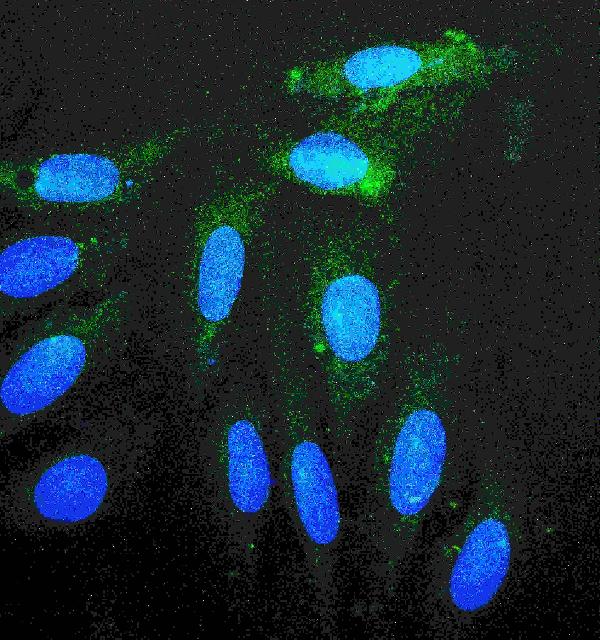 IF analysis of Rab11A using anti-Rab11A antibody (PB9789) Rab11A was detected in immunocytochemical section of human U20S cell. Enzyme antigen retrieval was performed using IHC enzyme antigen retrieval reagent (AR0022) for 15 mins. The tissue section was blocked with 10% goat serum. The tissue section was then incubated with 2μg/mL rabbit anti-Rab11A Antibody (PB9789) overnight at 4°C. DyLight®488 Conjugated Goat Anti-Rabbit IgG (BA1127) was used as secondary antibody at 1:100 dilution and incubated for 30 minutes at 37°C. The section was counterstained with DAPI. Visualize using a fluorescence microscope and filter sets appropriate for the label used.