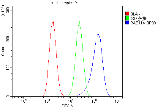 Flow Cytometry analysis of A549 cells using anti-Rab11A antibody (PB9789). Overlay histogram showing A549 cells stained with PB9789 (Blue line).The cells were blocked with 10% normal goat serum. And then incubated with rabbit anti-Rab11A Antibody (PB9789,1μg/1x106 cells) for 30 min at 20°C. DyLight®488 conjugated goat anti-rabbit IgG (BA1127, 5-10μg/1x106 cells) was used as secondary antibody for 30 minutes at 20°C. Isotype control antibody (Green line) was rabbit IgG (1μg/1x106) used under the same conditions. Unlabelled sample (Red line) was also used as a control.