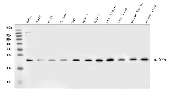 Western blot analysis of Rab11A using anti-Rab11A antibody (PB9789).