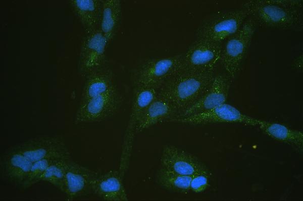 IF analysis of SLC2A5 using anti-SLC2A5 antibody (PB9960). SLC2A5 was detected in immunocytochemical section of U20S cell. Enzyme antigen retrieval was performed using IHC enzyme antigen retrieval reagent (AR0022) for 15 mins. The cells were blocked with 10% goat serum. And then incubated with 2μg/mL rabbit anti-SLC2A5 Antibody (PB9960) overnight at 4°C. DyLight®488 Conjugated Goat Anti-Rabbit IgG (BA1127) was used as secondary antibody at 1:100 dilution and incubated for 30 minutes at 37°C. The section was counterstained with DAPI. Visualize using a fluorescence microscope and filter sets appropriate for the label used.