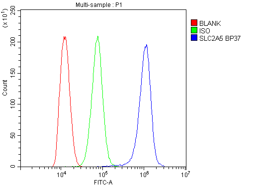 Flow Cytometry analysis of THP-1 cells using anti-SLC2A5 antibody (PB9960). Overlay histogram showing THP-1 cells stained with PB9960 (Blue line).The cells were blocked with 10% normal goat serum. And then incubated with rabbit anti-SLC2A5 Antibody (PB9960,1μg/1x106 cells) for 30 min at 20°C. DyLight®488 conjugated goat anti-rabbit IgG (BA1127, 5-10μg/1x106 cells) was used as secondary antibody for 30 minutes at 20°C. Isotype control antibody (Green line) was rabbit IgG (1μg/1x106) used under the same conditions. Unlabelled sample (Red line) was also used as a control.