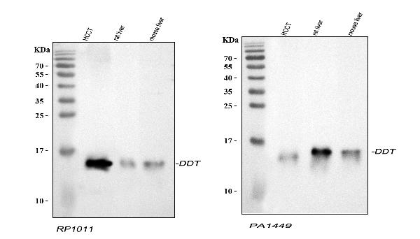 Western blot analysis of DDT using anti-DDT antibody (RP1011, Left) and anti-DDT antibody (PA1449, Right).