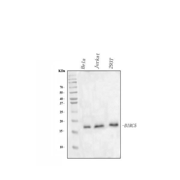 Western blot analysis of Survivin/BIRC5 using anti-Survivin/BIRC5 antibody (RP1026).