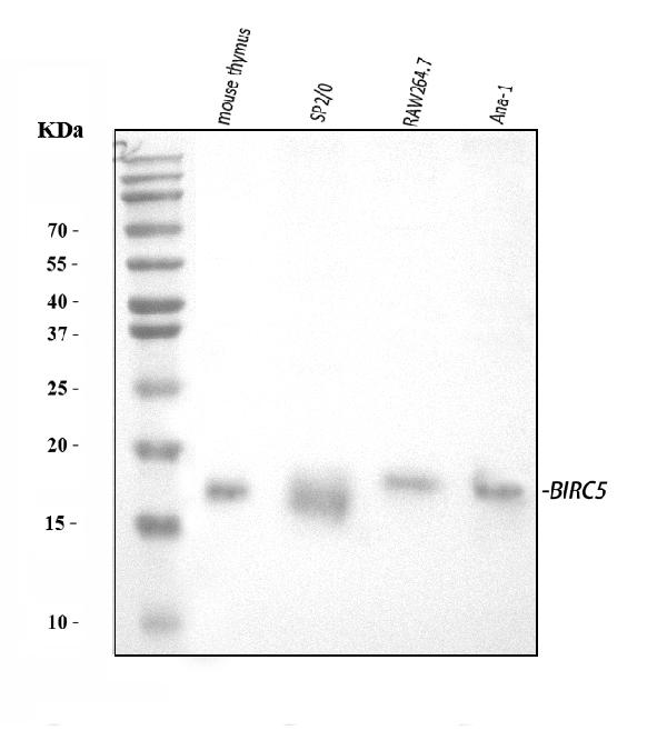 Western blot analysis of Survivin using anti-Survivin antibody (RP1052).