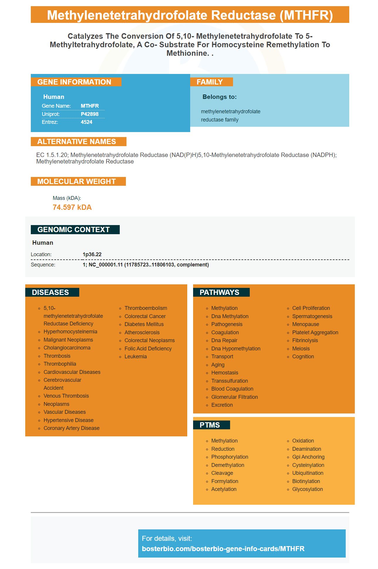 Mthfr Antibodies And Elisa Kits Mthfr Proteins