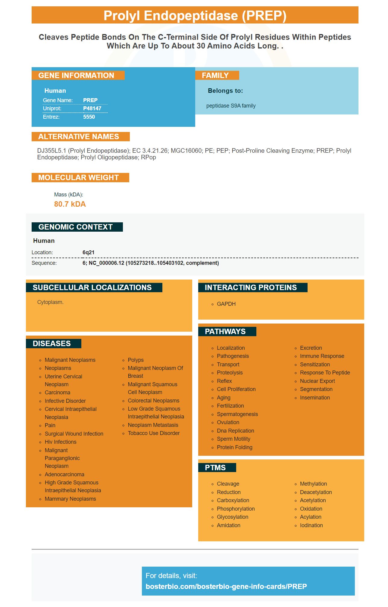 PREP Antibodies & ELISA Kits, Prolyl Oligopeptidase/PREP Proteins