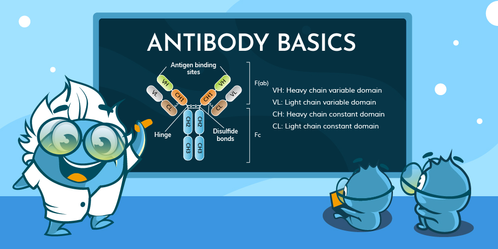 Figure 1: The structure of antibodies.