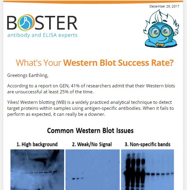 Happy New Year from Boster newsletter thumbnail