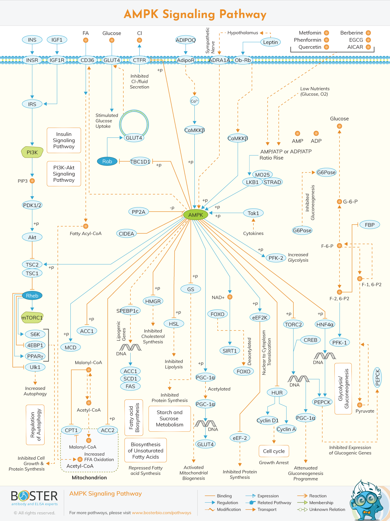 AMPK signaling pathway map
