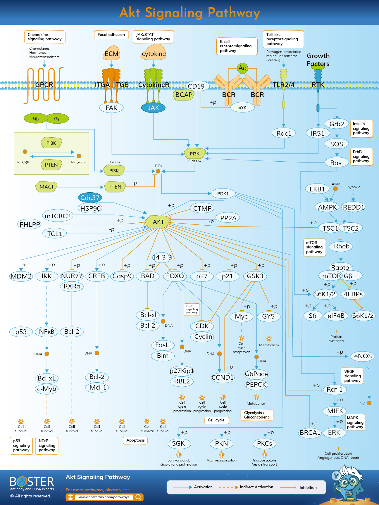 Akt signaling pathway map
