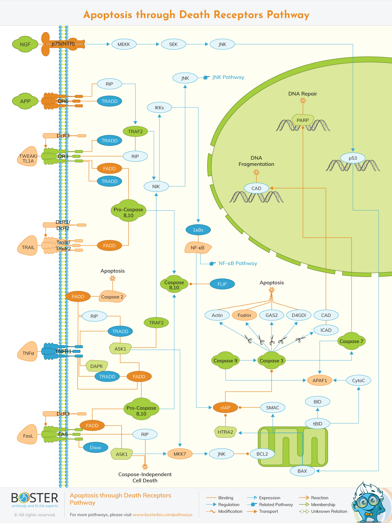 Apoptosis and death receptors pathway map