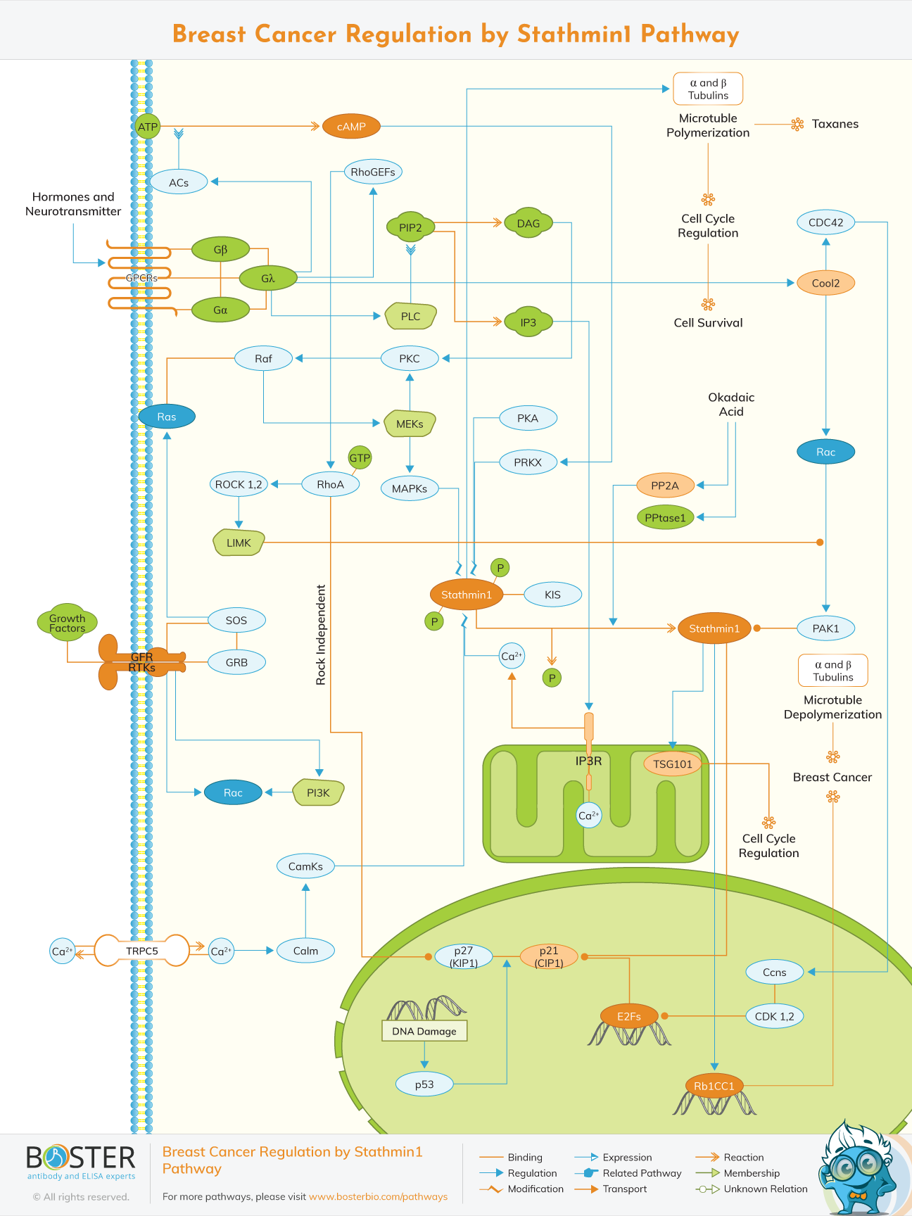 Breast cancer regulation by Stathmin 1 pathway map
