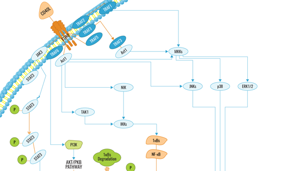 CD40 Signaling Pathway