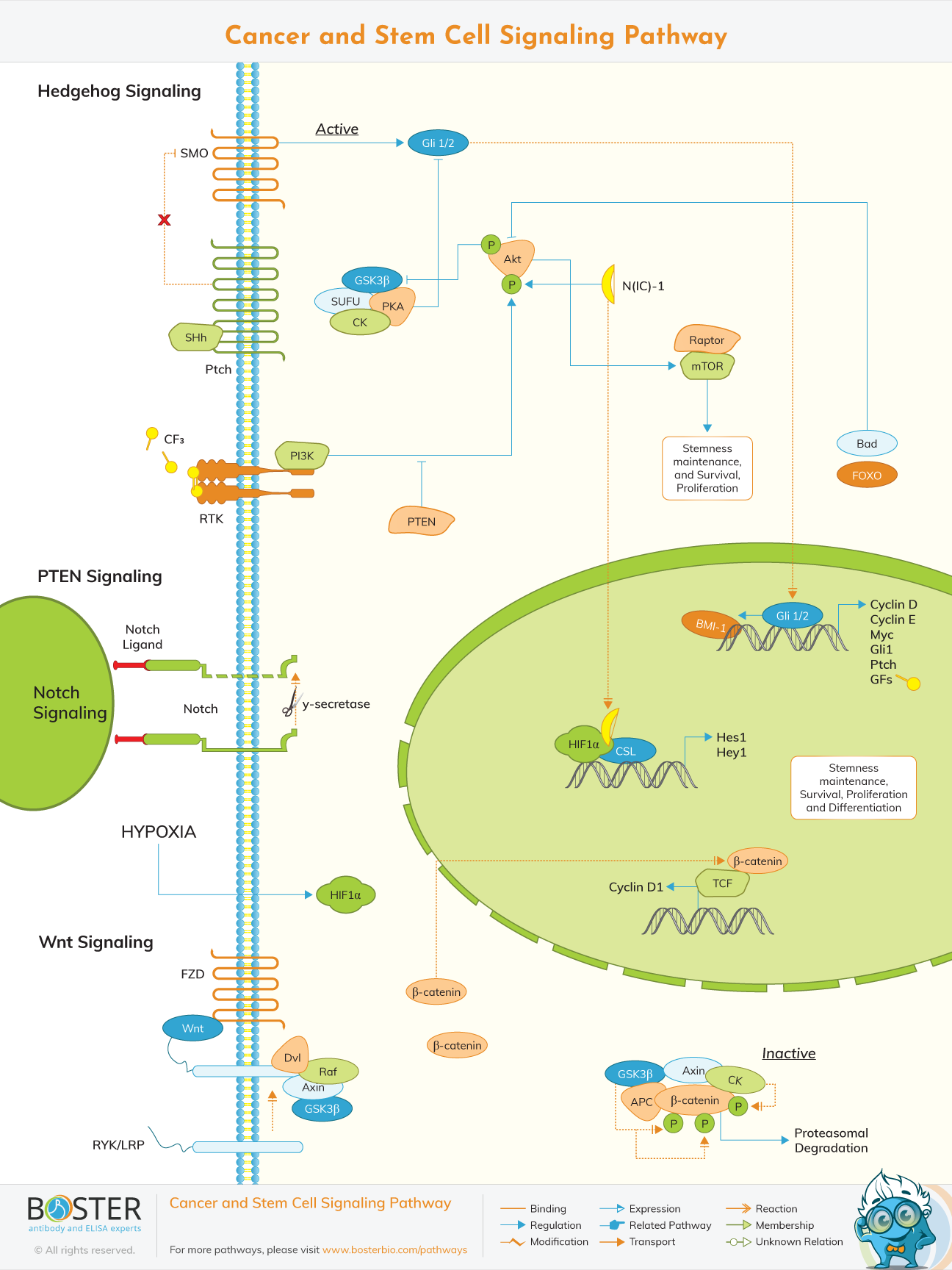 Cancer stem cell signaling pathway map