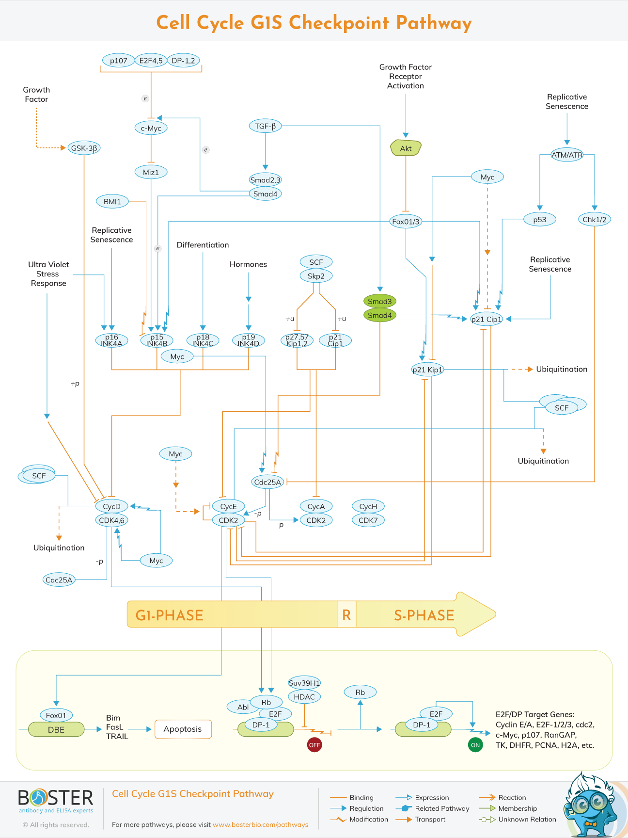 Cell cycle G1/S checkpoint pathway map