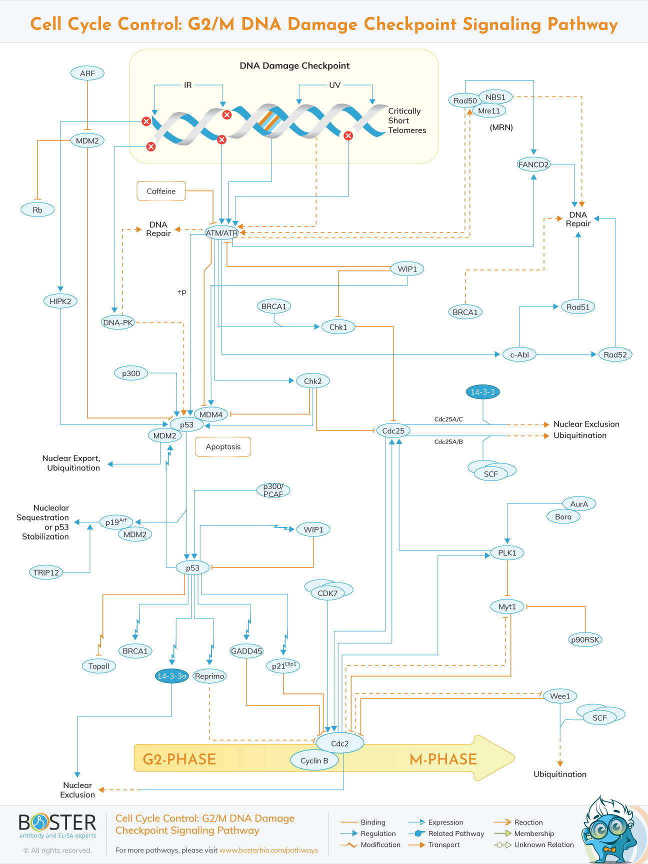 Cell cycle control G2/M DNA damage checkpoint signaling pathway map