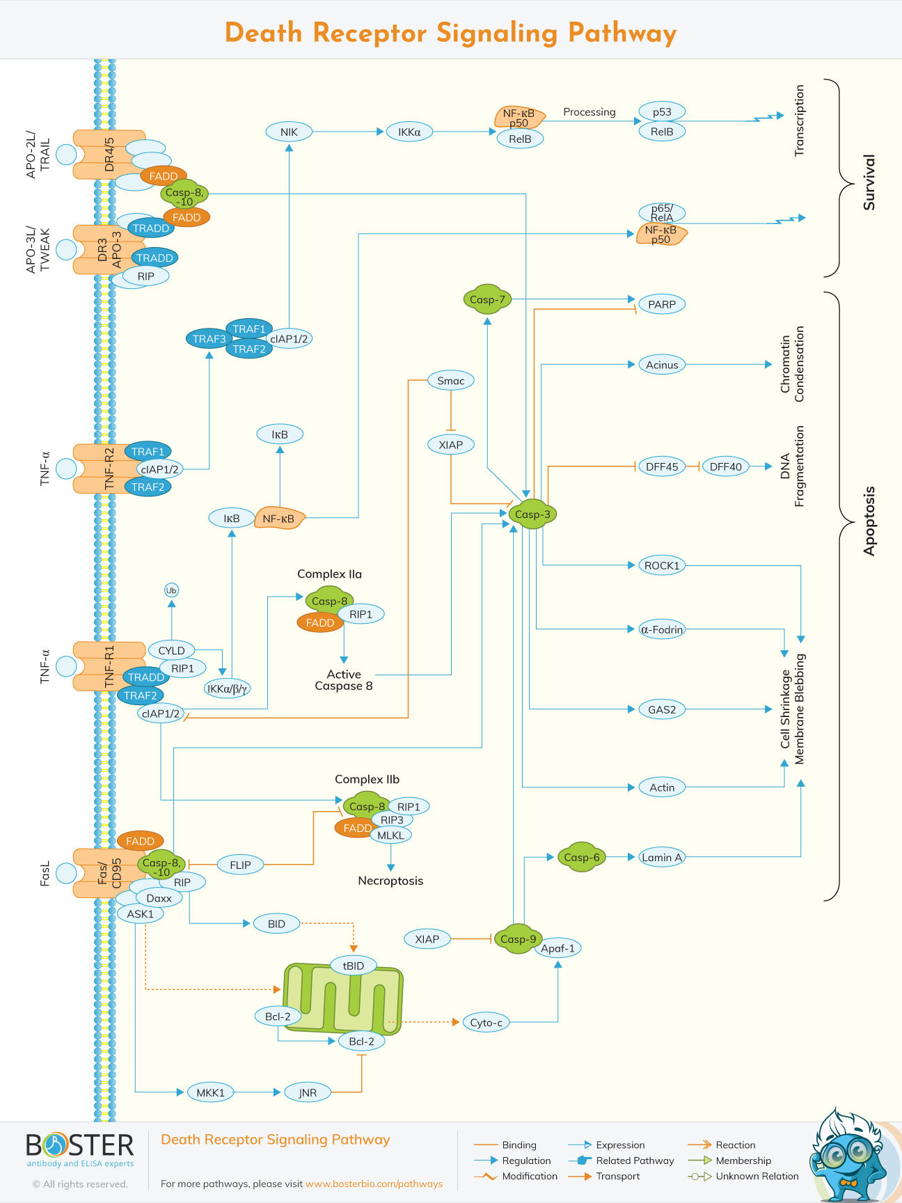 Death receptor signaling pathway diagram for apoptosis