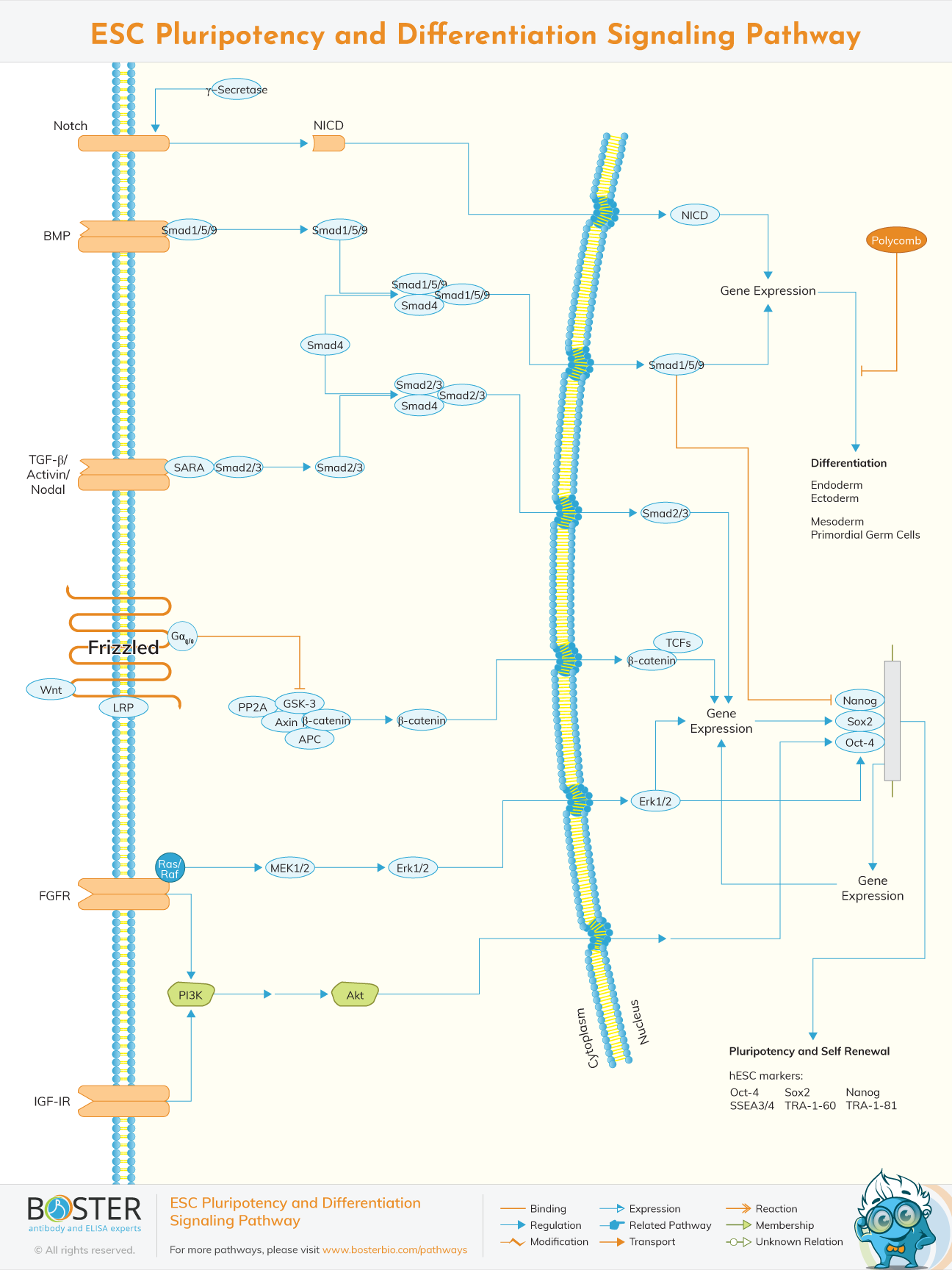 ESC pluripotency and differentiation signaling pathway map