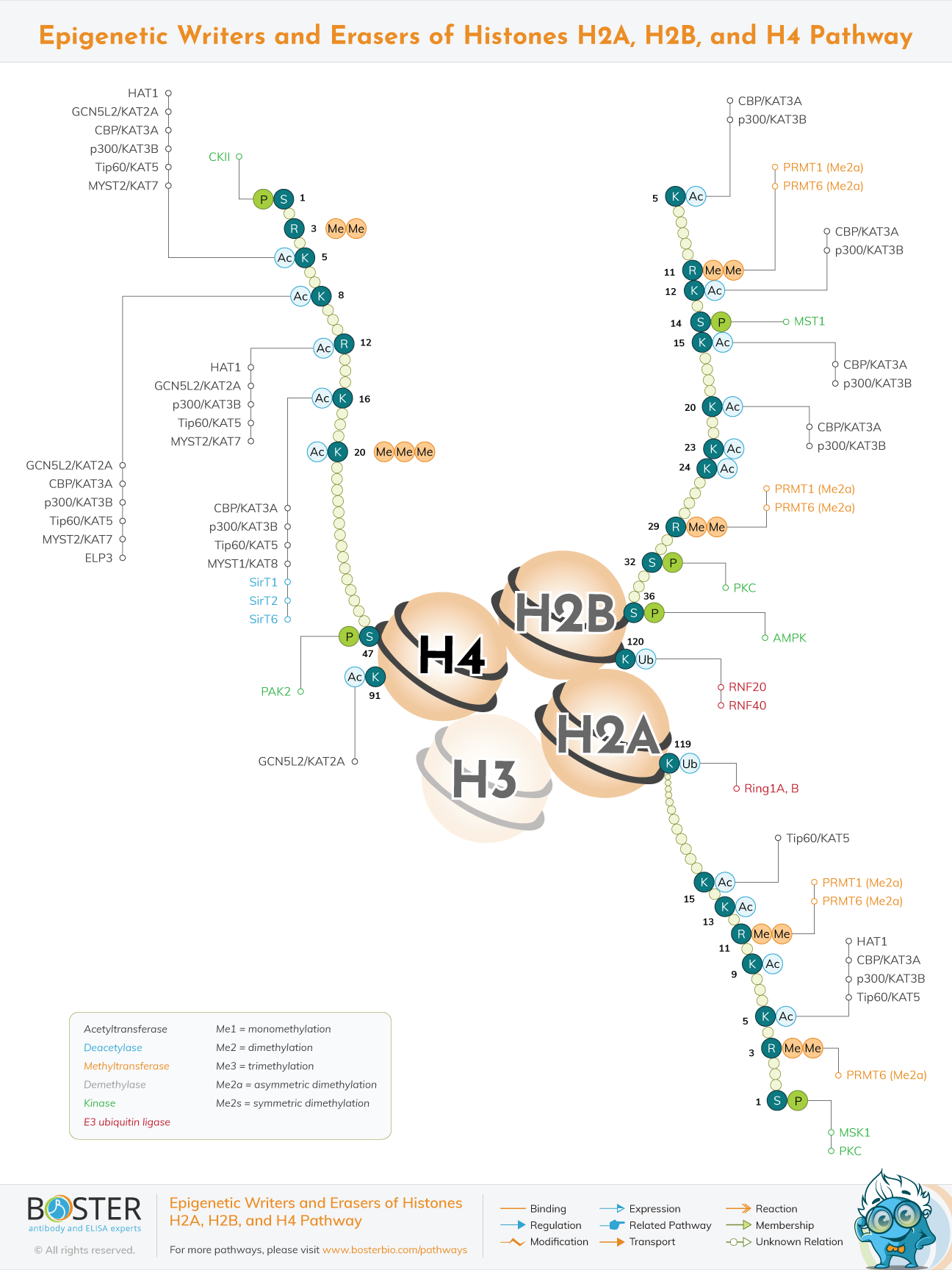 Epigenetic writers and erasers of histones H2A, H2B, and H4 pathway map