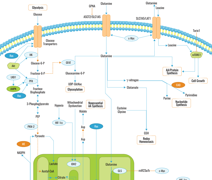 metabolism diagram