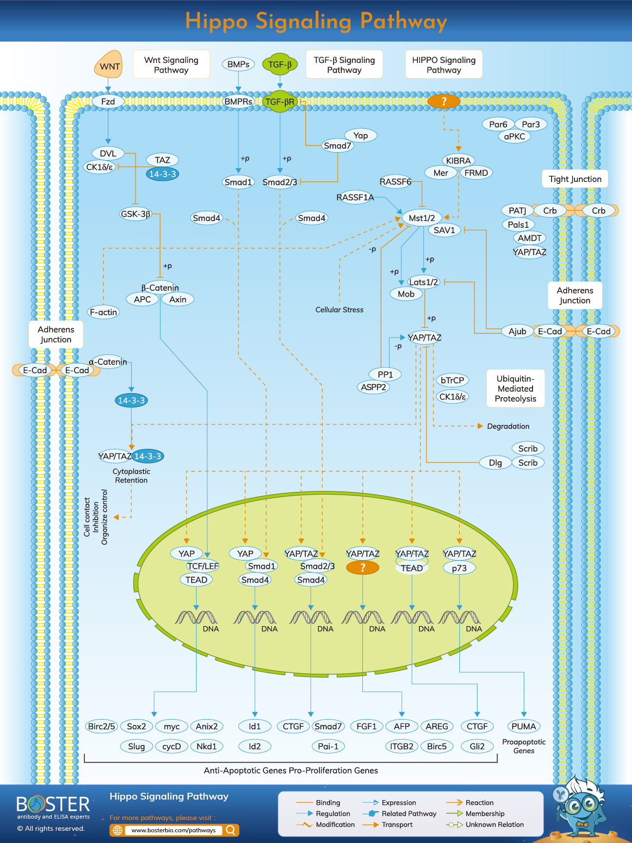 Hippo signaling pathway map