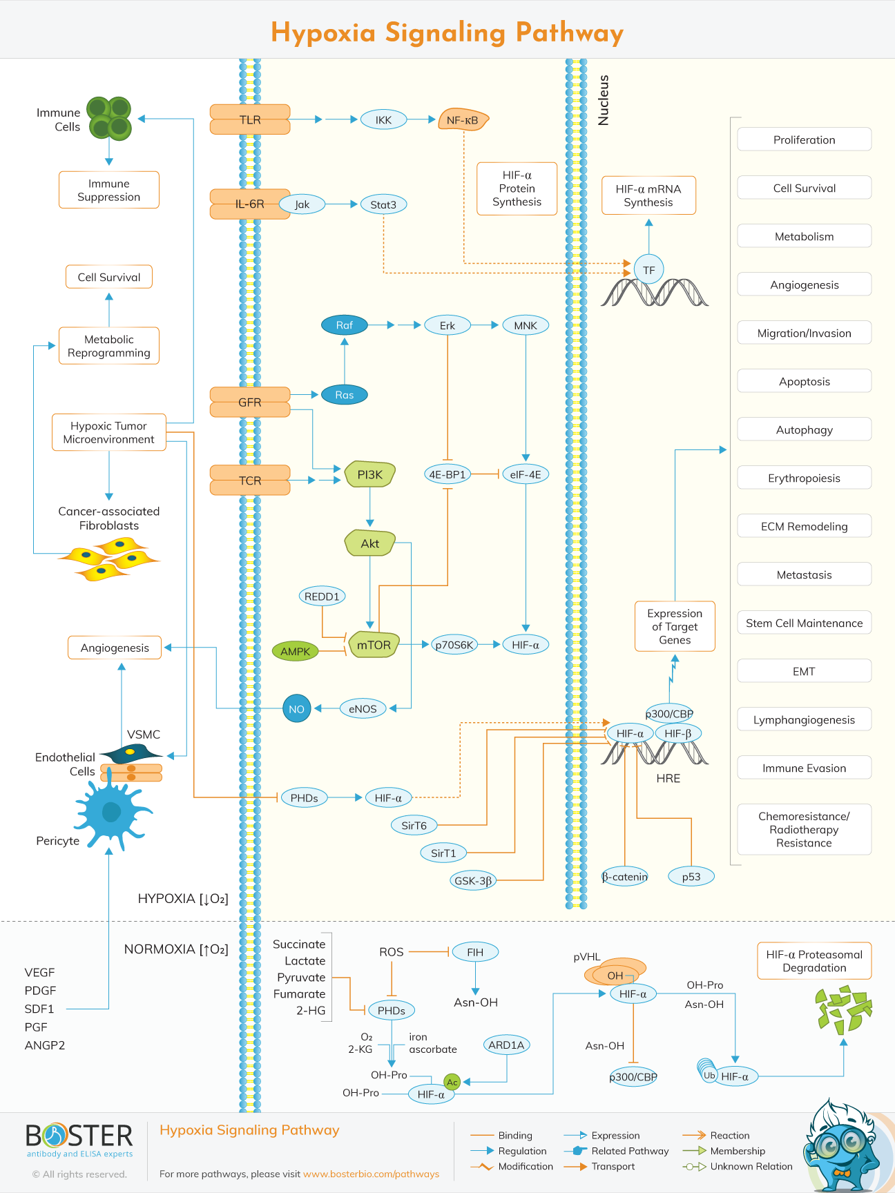 Hypoxia signaling pathway diagram illustrating cancer cell proliferation