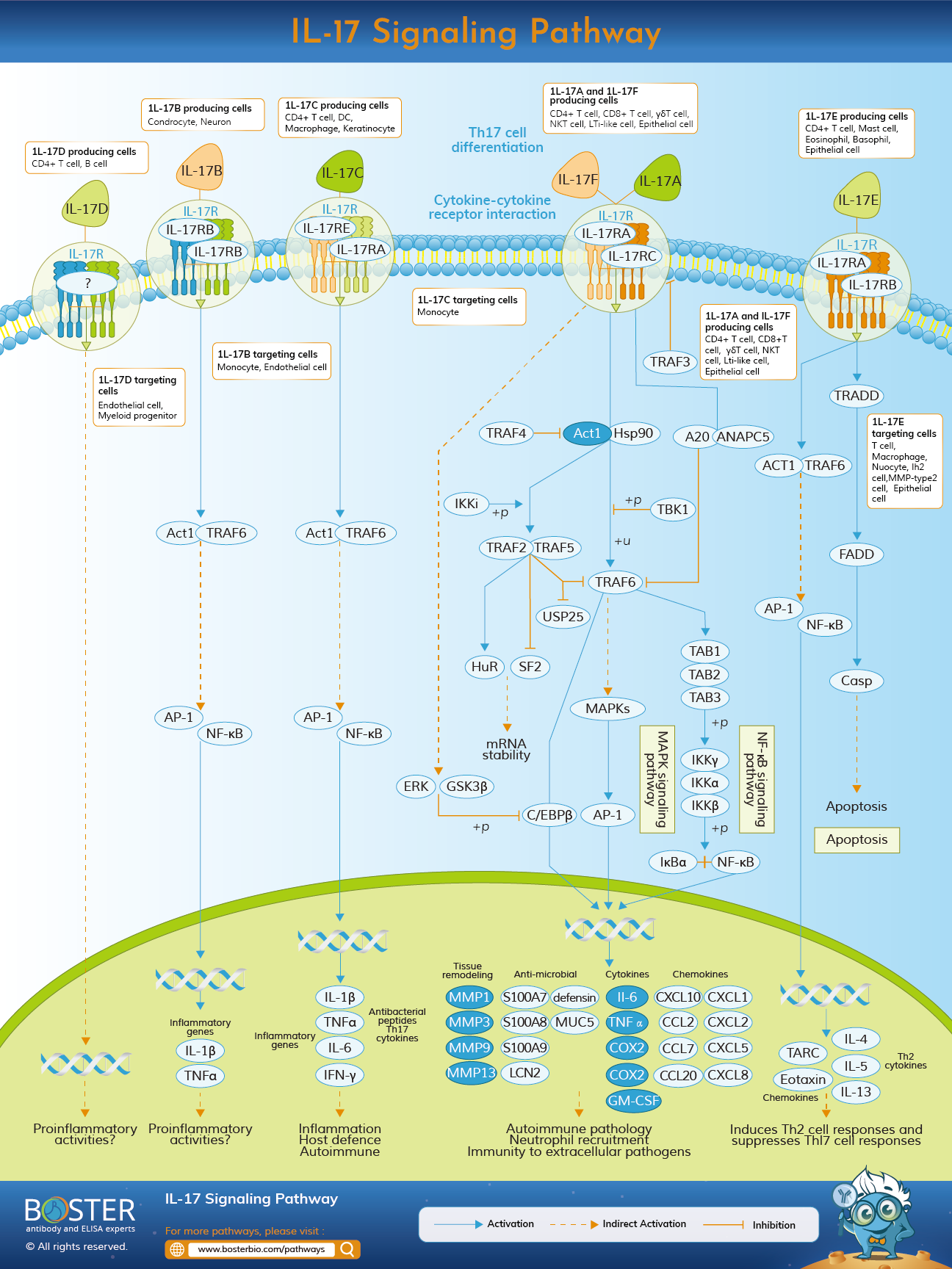 IL-17 Signaling Pathways