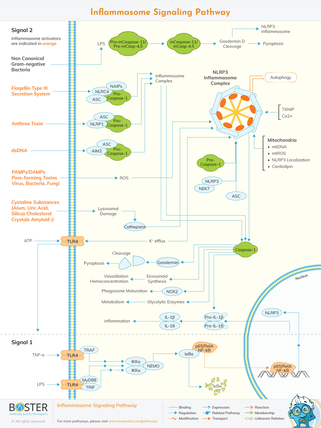 Inflammasome signaling pathway map