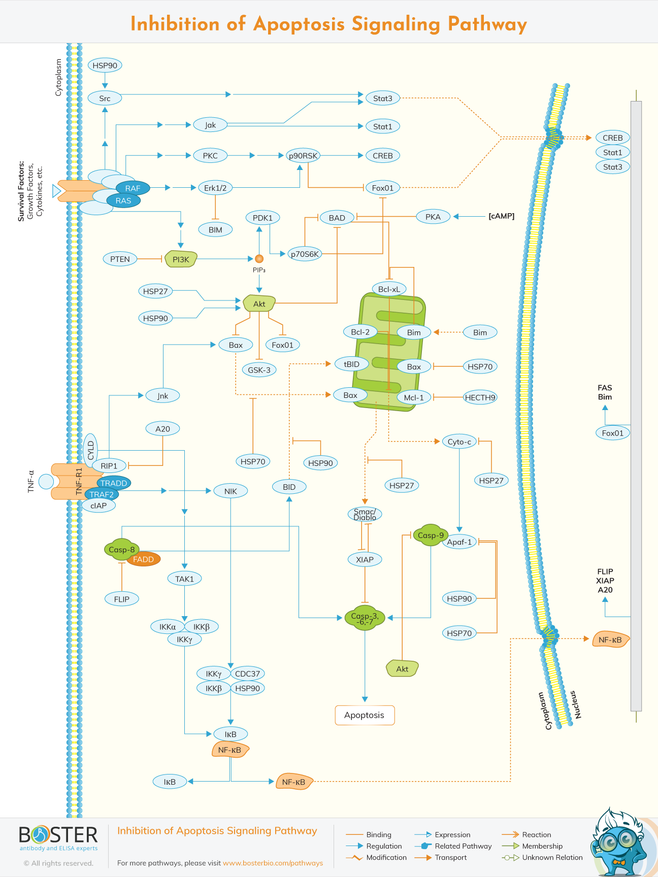 Diagram of Inhibition of Apoptosis Signaling Pathway